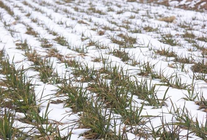 农作物如何应对大风降温雨雪天气?