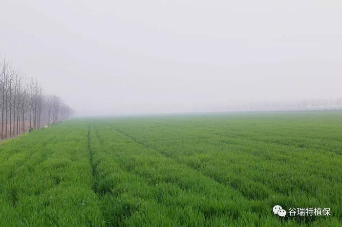 谷瑞特植保提醒:小麦“一喷三防”,你准备好了吗? 谷瑞特植保提醒:小麦“一喷三防”,你准备好了吗?