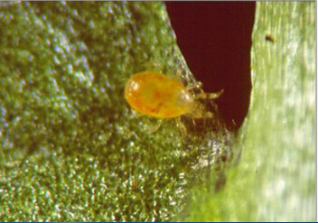 依科曼生物绿色植保服务产品:捕食螨 依科曼生物绿色植保服务产品:捕食螨