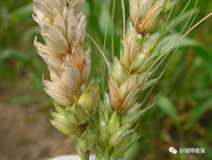 谷瑞特植保提醒:小麦“一喷三防”,你准备好了吗? 谷瑞特植保提醒:小麦“一喷三防”,你准备好了吗?