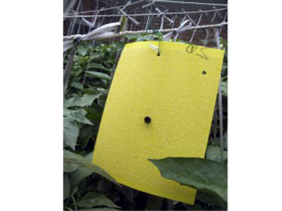 粉虱高效诱虫板