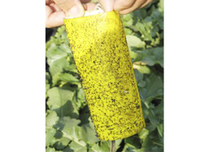 斑潜蝇高效诱虫板