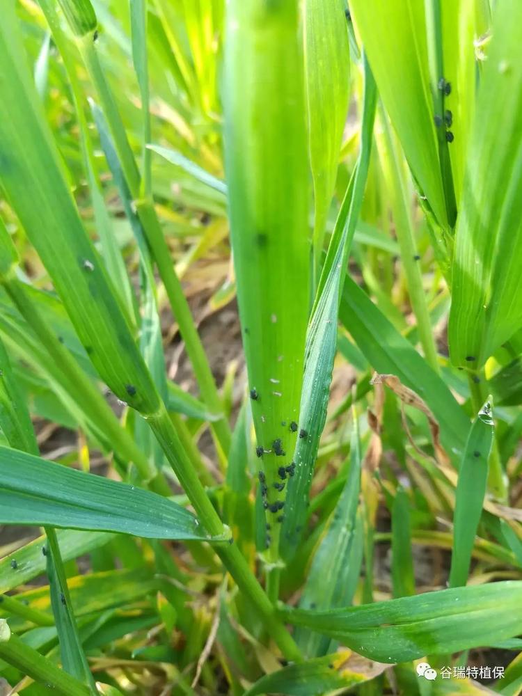 选择戊唑醇,己唑醇,三唑酮,咪鲜胺等高效低毒广谱的杀菌剂,防治效果好