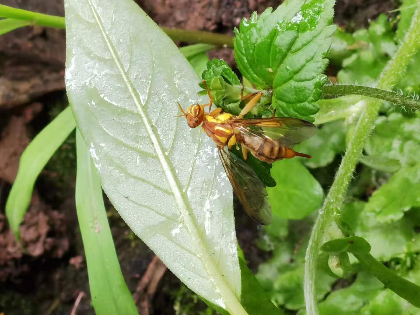 柑橘大实蝇迎来羽化高峰,防控防治要趁早!