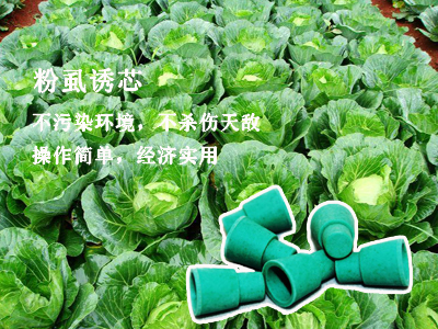 谷瑞特绿色植保服务产品:粉虱诱芯 谷瑞特绿色植保服务产品:粉虱诱芯