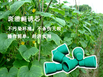 谷瑞特绿色植保服务产品：斑潜蝇诱芯