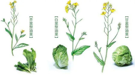 菠菜和油菜的区别图片图片